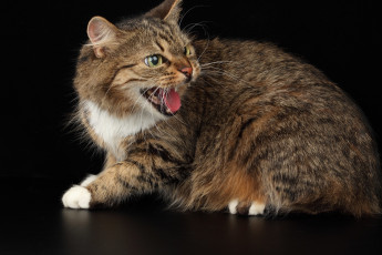 Картинка животные коты кошка полосатая