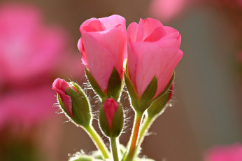 обоя цветы, бутон, розовый, цветок