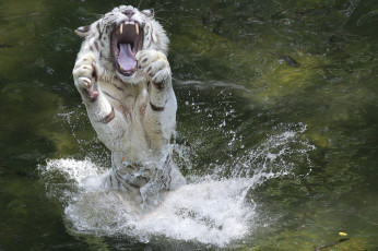 Картинка животные тигры белый тигр брызги лапы пасть вода животное