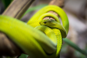 Картинка животные змеи +питоны +кобры зеленая змея