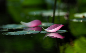 Картинка цветы лотосы боке вода озеро лотос лепестки
