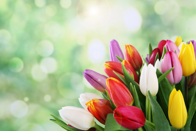 Обои картинки фото цветы, тюльпаны, боке, букет, весна