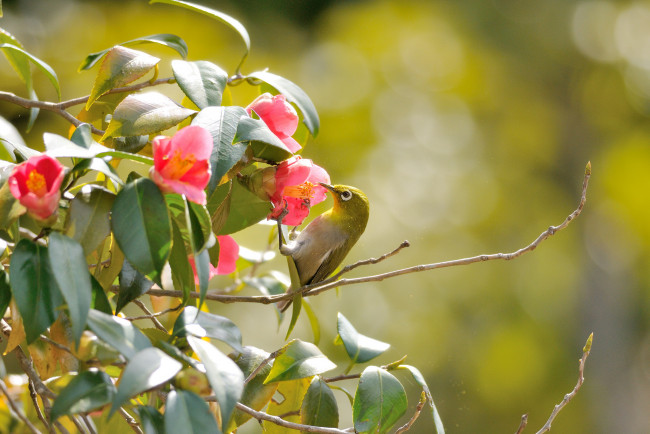 Обои картинки фото животные, белоглазки, ветки, птица, flowers, branches, bird, the, white-eye, pink, camellia, leaves, цветы, листья, розовые, камелии, белоглазка