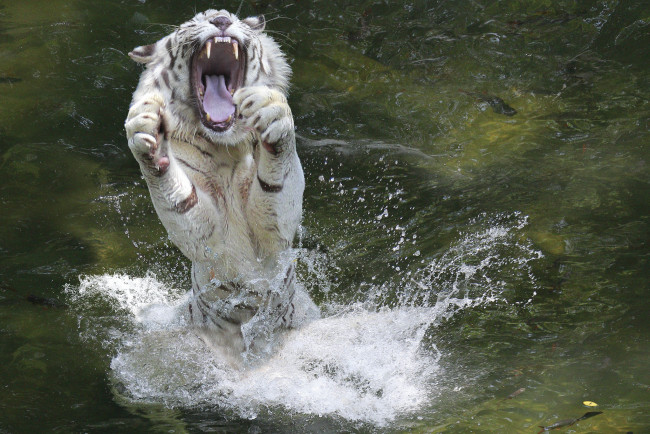Обои картинки фото животные, тигры, белый, тигр, брызги, лапы, пасть, вода, животное