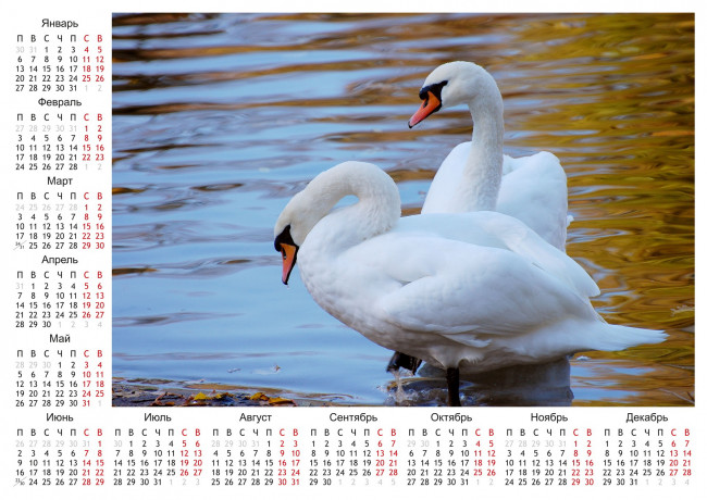 Обои картинки фото календари, животные, лебеди, календарь