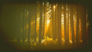 Картинка природа лес дымка утро свет