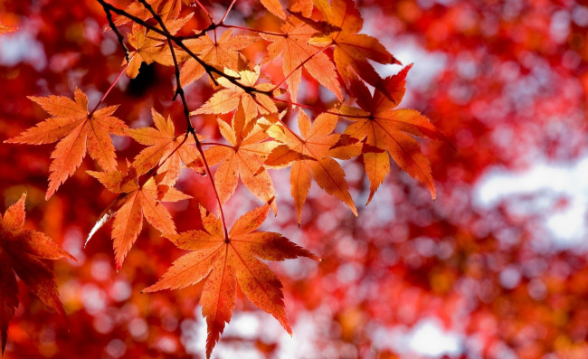Обои картинки фото природа, листья, красные, осень, ветки, клен