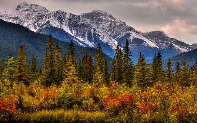 Обои картинки фото природа, горы, канада, канадские, скалистые, деревья, кусты, осень