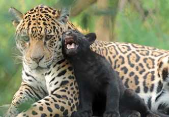 Картинка животные Ягуары семья природа зоо малыш мама ягуары