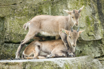 Картинка животные козы зоо природа камни пара