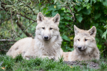Картинка животные волки +койоты +шакалы природа лес белые