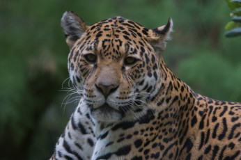 Картинка животные Ягуары морда кошка ягуар взгляд