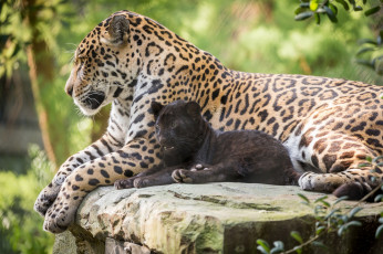 Картинка животные Ягуары ягуары семья природа малыш мама зоо