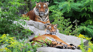 Картинка животные тигры природа зоо отдых пара камни