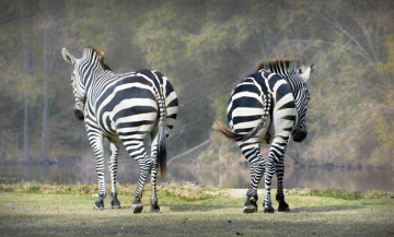 Картинка животные зебры пара трава природа