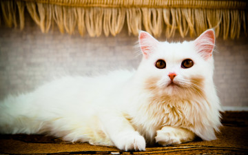 Картинка животные коты белый цвет