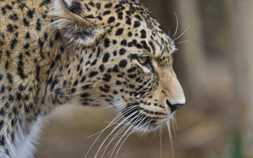Картинка животные леопарды анфас