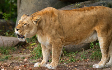 Картинка животные львы анфас