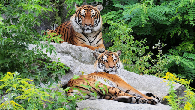 Обои картинки фото животные, тигры, природа, зоо, отдых, пара, камни