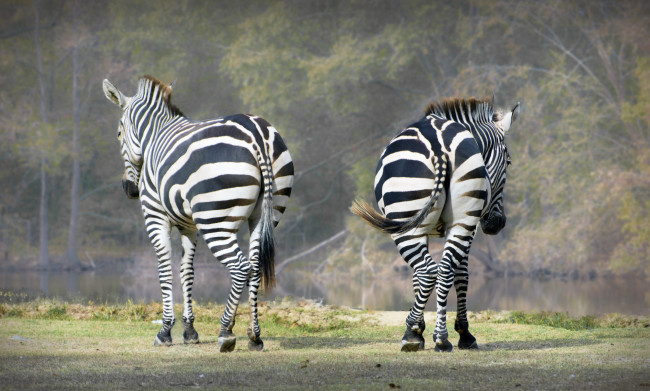 Обои картинки фото животные, зебры, пара, трава, природа
