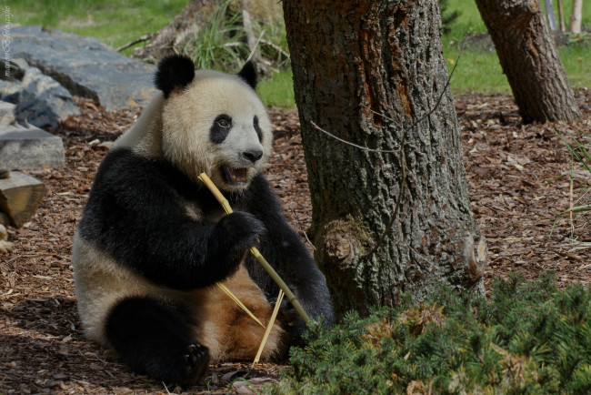 Обои картинки фото животные, панды, панда, медведь, трава, бамбук