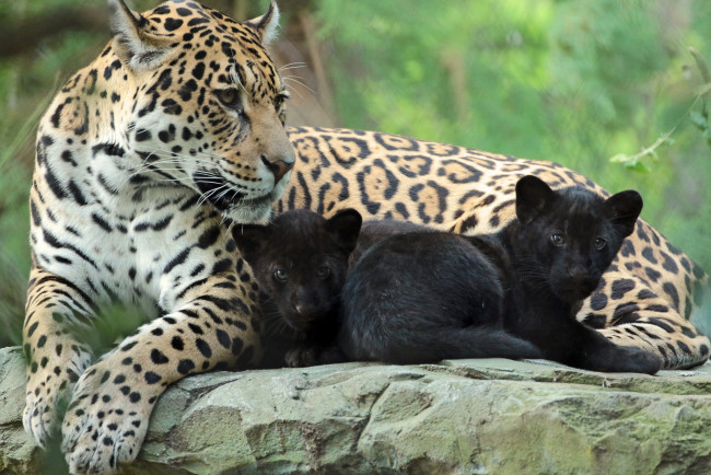 Обои картинки фото животные, Ягуары, природа, мама, ягуары, зоо, малыш, семья