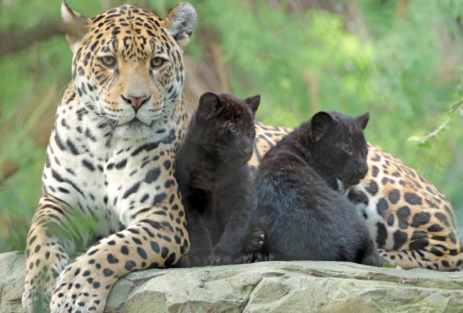 Обои картинки фото животные, Ягуары, забота, малыши, ягуары, семья, зоопарк, мама