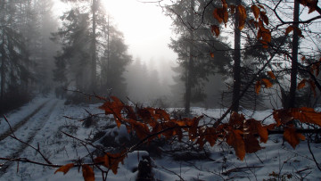 Картинка природа лес туман зима
