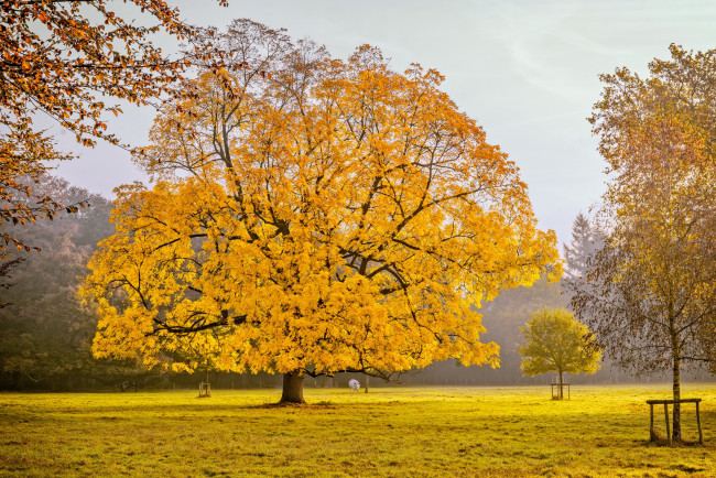 Обои картинки фото природа, деревья, дерево, осень, поле