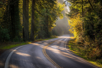 Картинка природа пейзажи дорога осень лес деревья калифорния california sonoma county bohemian highway сонома