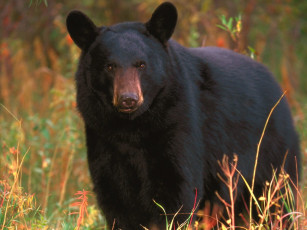 Картинка black bear tennessee животные медведи