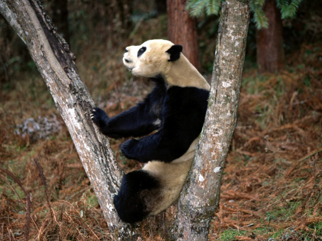 Обои картинки фото better, than, masseuse, giant, panda, животные, панды