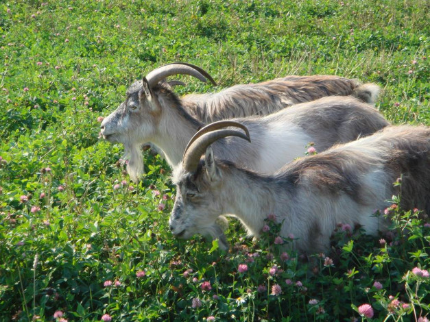 Обои картинки фото козы, животные