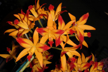 Картинка цветы орхидеи оранжевый много
