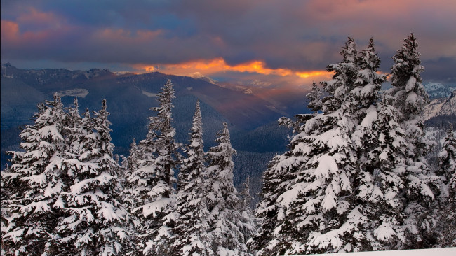 Обои картинки фото природа, зима, снег, горы, ели, пейзаж