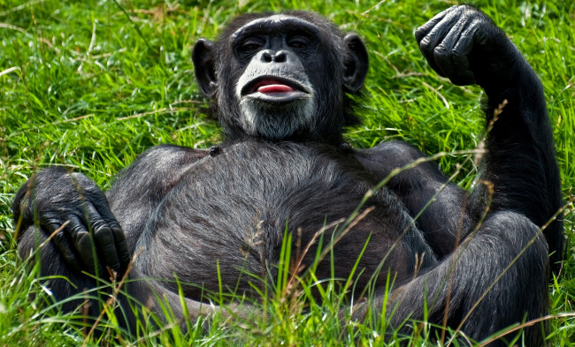 Обои картинки фото животные, обезьяны, живот, шимпанзе, гримаса, трава