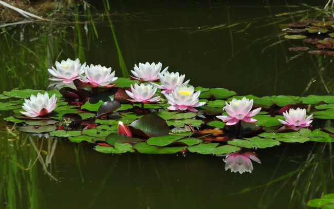 Обои картинки фото цветы, лилии, водяные, нимфеи, кувшинки, вода, водоём, листья