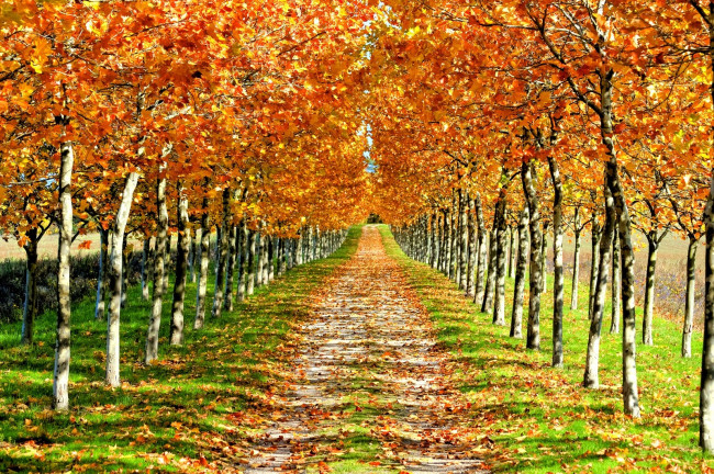 Обои картинки фото природа, дороги, желтый, клены, осень, листья