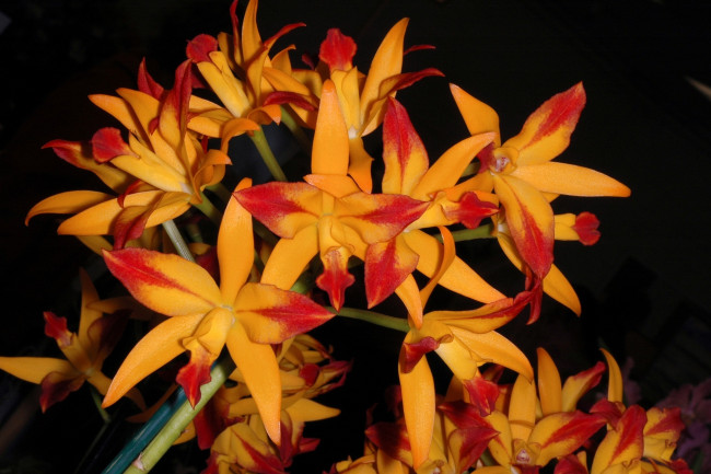 Обои картинки фото цветы, орхидеи, оранжевый, много