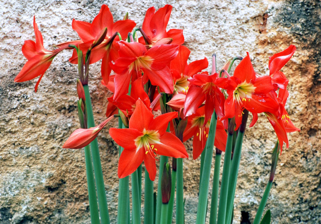 Обои картинки фото амарилис, цветы, амариллисы, гиппеаструмы, красный, стена