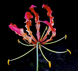 Картинка цветы глориоза лепестки