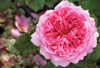 Картинка цветы розы розовый лепестки круглый