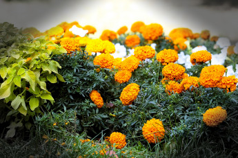 Картинка цветы бархатцы макро клумба