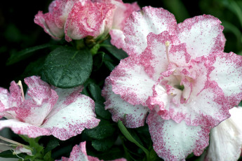 Картинка цветы рододендроны азалии розовый лепестки
