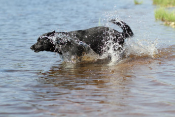 Картинка животные собаки собака вода брызги