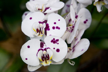 Картинка цветы орхидеи экзотика пятнистый
