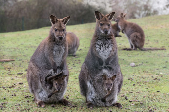 Картинка животные кенгуру сумки детеныши мамы