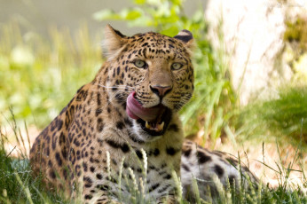 Картинка животные леопарды хищник язык