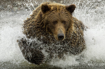 Картинка животные медведи бурый брызги хищник