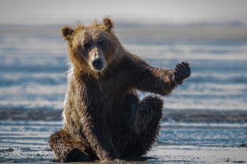 Картинка животные медведи хищник привет
